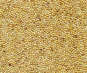 Pearl Millet