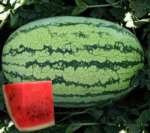 Watermelon