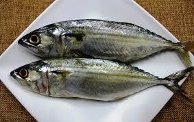 Indian Mackerel Fish