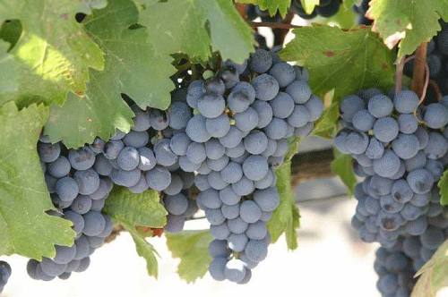 Black Grapes - Seedless Black Varieties | Fresh, Nutritious, Sweet Aroma, Crunchy Texture, Ideal for Jam and Juice