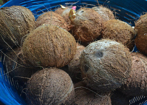 Agricultural Coconut