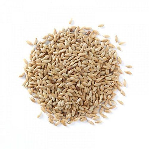 Canary Seeds - 99% Purity, Light Yellow Color, Max 14% Moisture | High Nutritional Value for Human and Animal Consumption