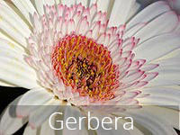  Gerbera Flowers