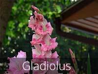 Gladiolus Flowers - Exotic Mediterranean Blooms, Elegant Tall Spikes in Vibrant Colors