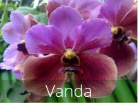 Vanda Flowers
