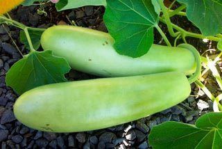 Bottle Gourd