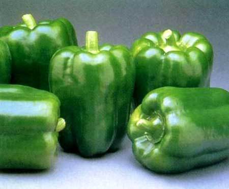 Capsicum