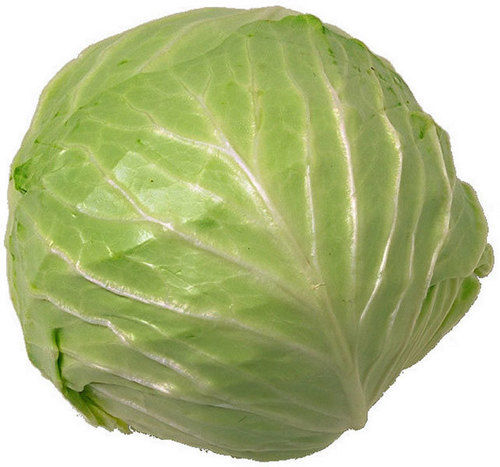 Fresh Cabbage