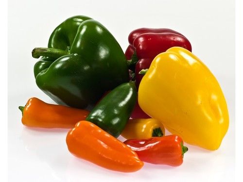 Capsicum