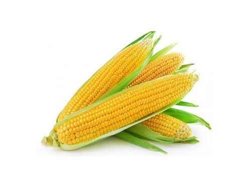 Fresh Sweet Corn