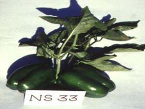 Open Pollinated Varieties Capsicum