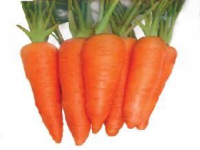 Carrot