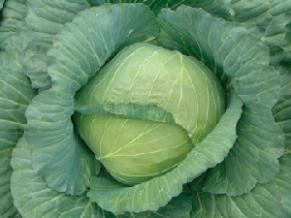 Flat Head Hybrids Cabbage