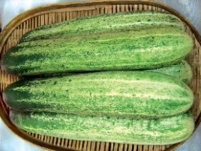 Light Green Cucumber