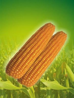 Maize