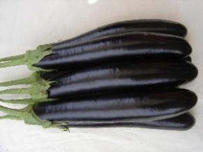 Purple Long Brinjal