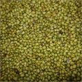 Coriander seed