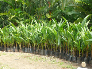 Hybrid Coconut Tree