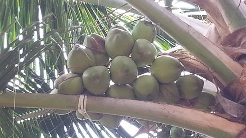 Green Coconut 