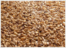 Barley Malt