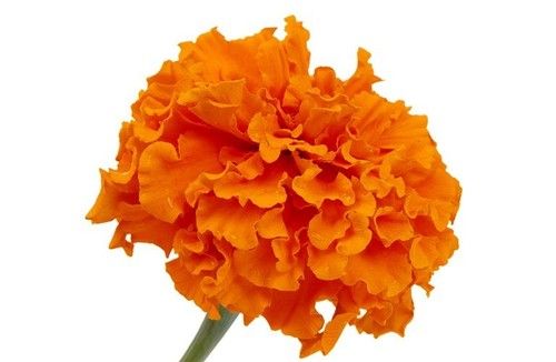 Lutein Marigold