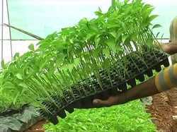 Capsicum Cultivation Service