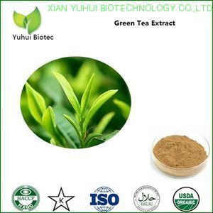 Green Tea Extract