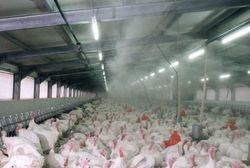 Poultry Fogging System