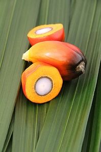 Crude Palm Oil