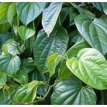 Betel Leaf Essential Oil