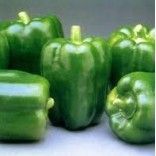 Capsicum Essential Oil