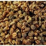 Celery Seed Essential Oil