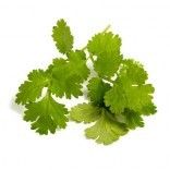 Coriander Essential Oil