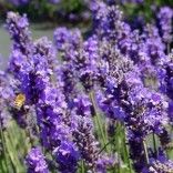 French Lavender Oil