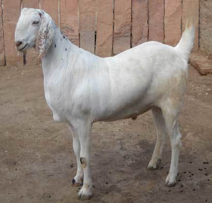 Goat - Malabari, Osmanabadi, Karnataka Local, Jamnapyari Breeds | Hygienically Raised, Excellent Quality Livestock