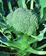 Broccoli - Fresh Edible Green Vegetable, High in Vitamin C & K - Tree-like Structure with Large Flower Heads