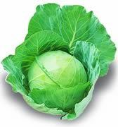 Cabbage (Nilasha F1)