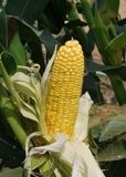 Sweet Corn