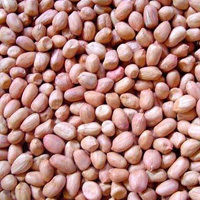 Light Pink Groundnut