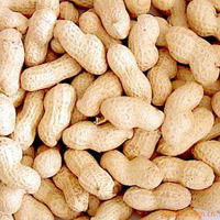 Shelled Peanuts