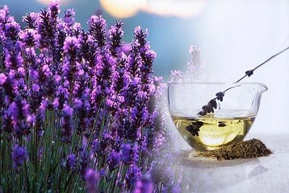 Lavender Oil