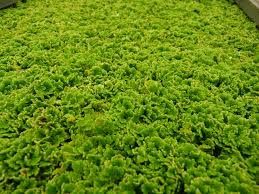 Azolla (Mosquito Ferns)