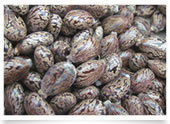 Castor Seeds