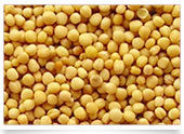 Yellow Mustard Seeds 