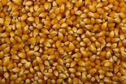 High Grade Popcorn Seeds