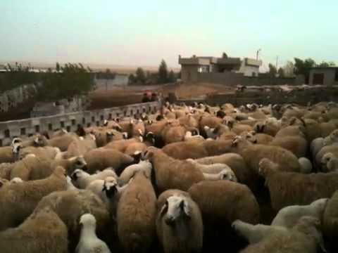 Awassi Sheep