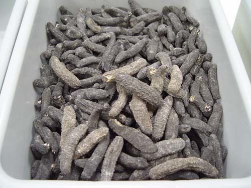 Dried & Frozen Sea Cucumber And Sea Food