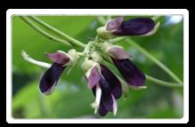 Mucuna Herbal Extract