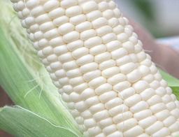 White Maize