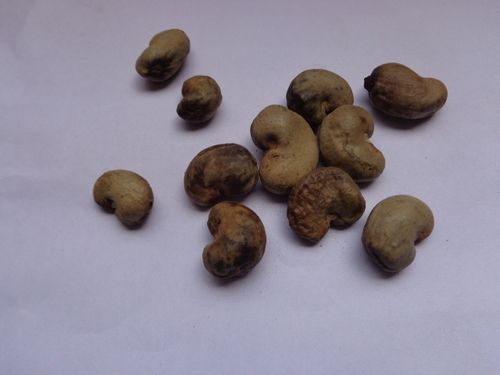 Anacardium Occidentale (Kaju) Seeds